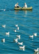 贝加尔湖——红嘴鸥的天堂